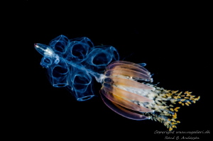 Physophora hydrostatica is known as a deep-sea Jellyfish by Rene B. Andersen 